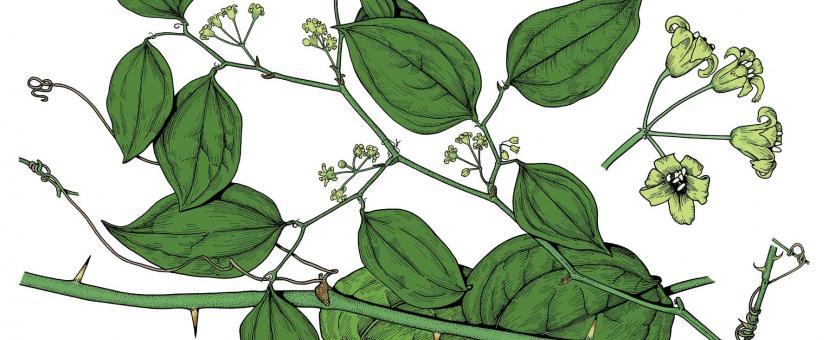 Illustration of round-leaved catbrier leaves, flowers, fruits