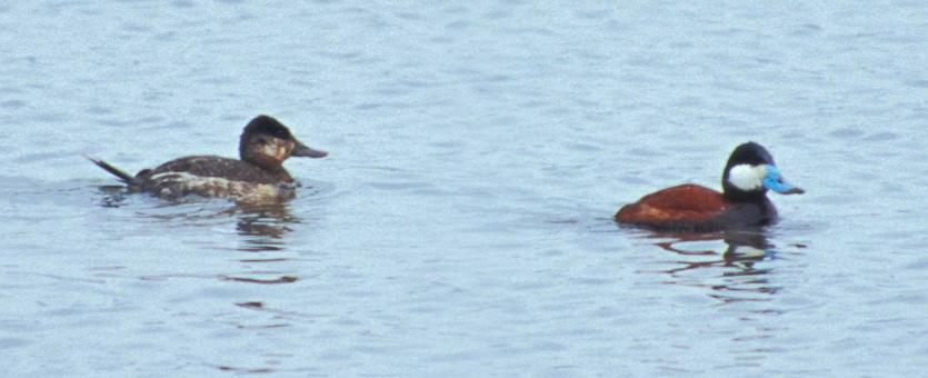 Photo of two ruddy ducks floating on water.