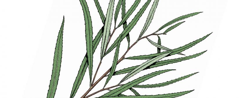 Illustration of sandbar willow small branch with leaves.