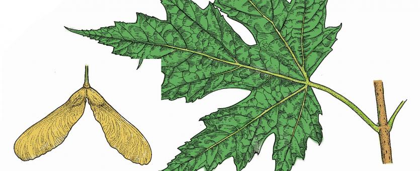 Illustration of silver maple leaf and fruit.
