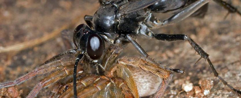 Glossy black spider wasp manipulating paralyzed spider