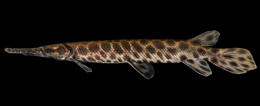 Spotted gar side view photo with black background