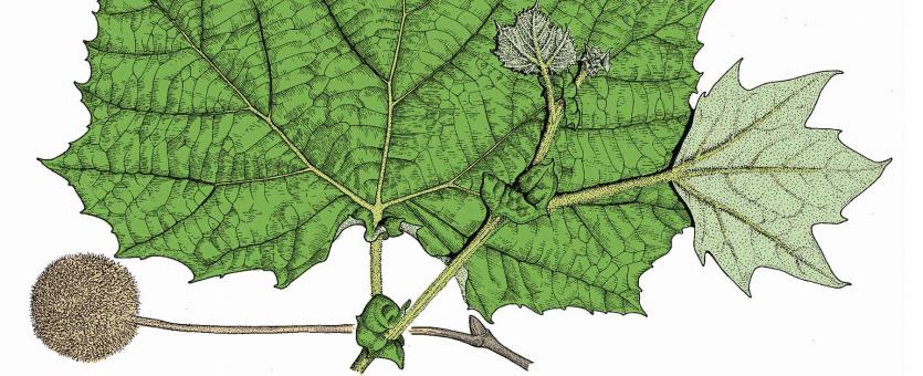 Illustration of sycamore leaves and fruit