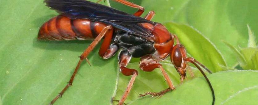 red wasp queen