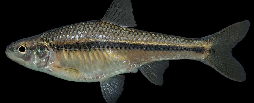 Topeka shiner female, side view photo with black background