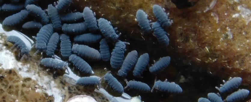 Water springtails congregate in water above soggy dead leaves