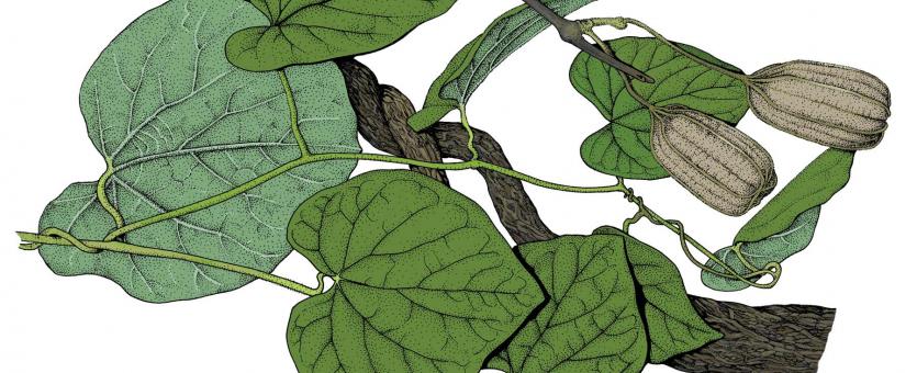 Illustration of woolly pipe-vine (Dutchman’s pipe) leaves, flowers, fruits