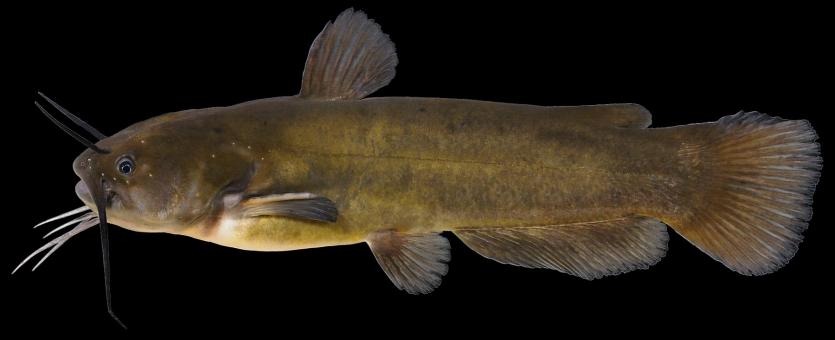 Yellow bullhead side view photo with black background