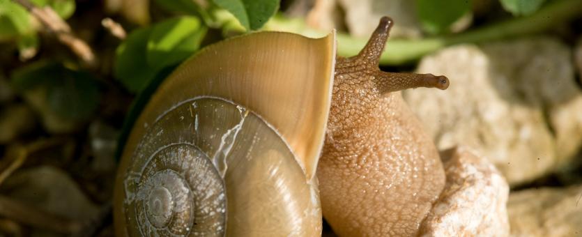 Can Snails Get Fish Diseases 