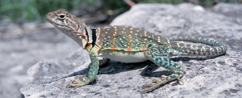 Image of an eastern collared lizard