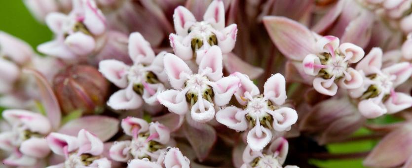 Photo of common milkweed flower cluster