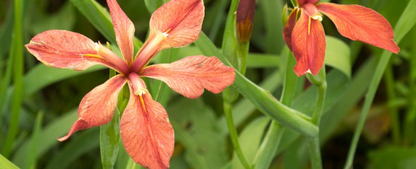 Photo of copper iris plants with flowers