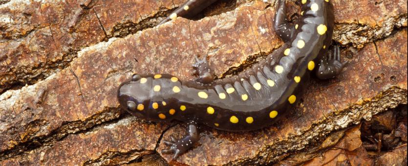 Image of a spotted salamander