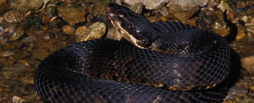 Image of a northern cottonmouth