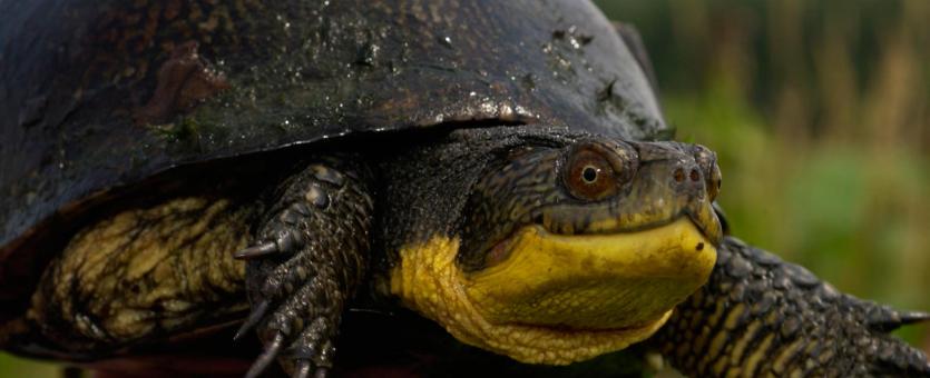Image of a blanding's turtle