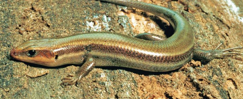 Image of a five-lined skink