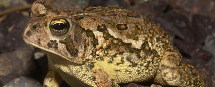 Image of fowler's toad