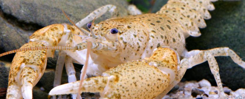 Photo of a freckled crayfish.