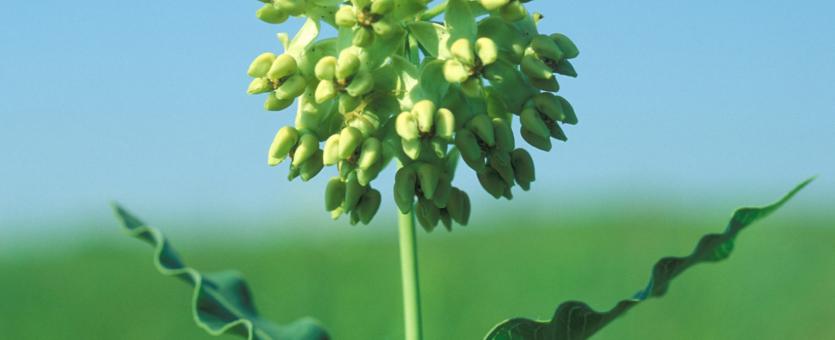 Photo of Mead's milkweed flower cluster and upper stem leaves