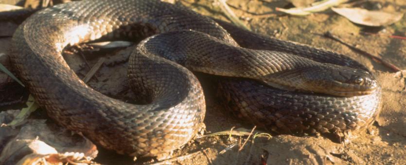 Image of a Mississippi green watersnake