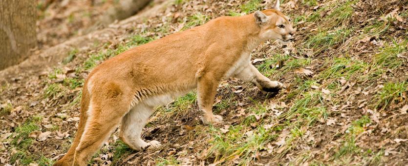 Image of a mountain lion
