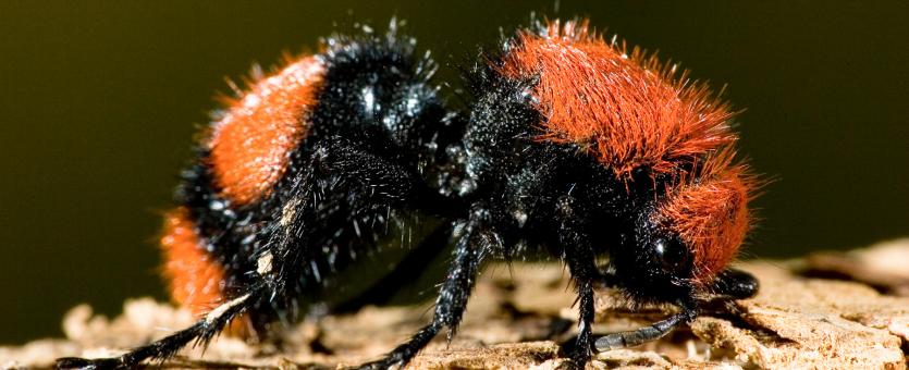 Velvet Ants | Missouri Department of Conservation