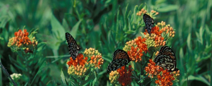 Several regal fritillaries feeding on butterfly weed