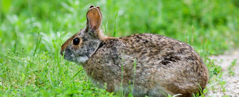 Image of a swamp rabbit