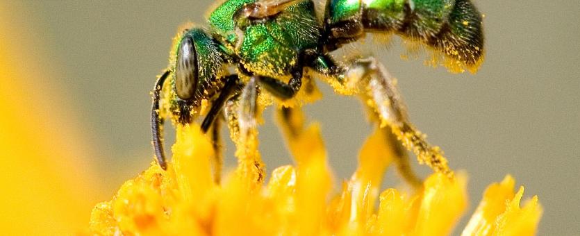 A metallic green sweat bee gathering pollen on a yellow flowerhead