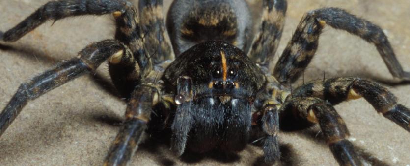 Image of a speckled wolf spider