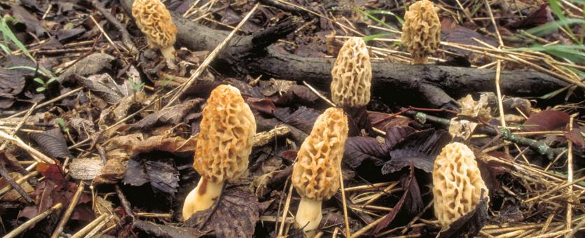 Photo of common morels growing on forest floor