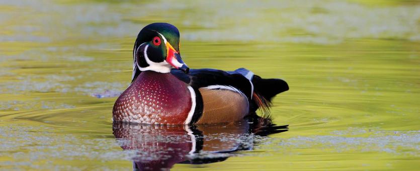 photo of a wood duck