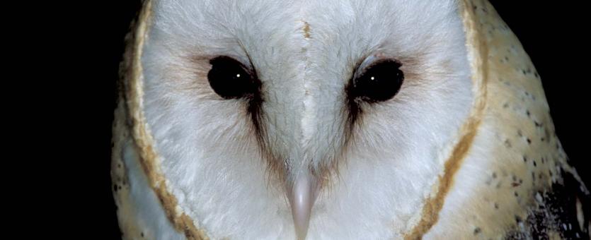 Image of barn owl face.