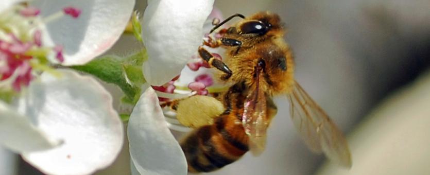 Honeybee worker on flower