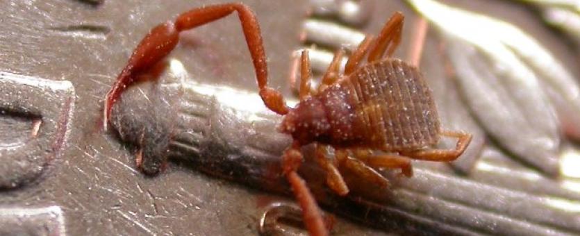 Image of a deceased pseudoscorpion on a US dime