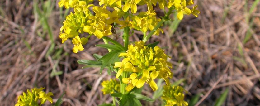 Photo of yellow rocket flower clusters