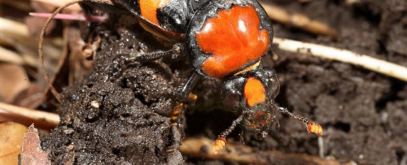 Photo of an American burying beetle