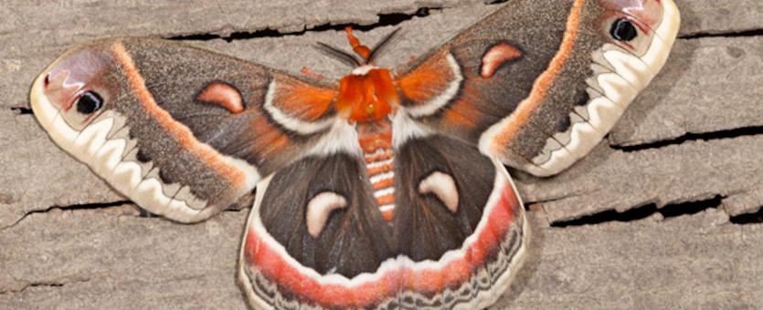 Image of a Cecropia moth.