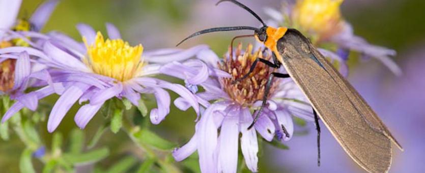 Photo of a Yellow-Collared Scape Moth