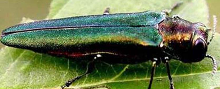 metallic, emerald-green beetle on ash leaf