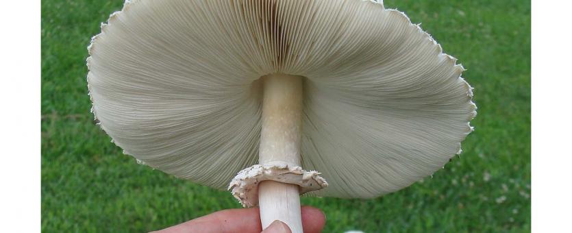 hand holding white, umbrella-shaped mushroom