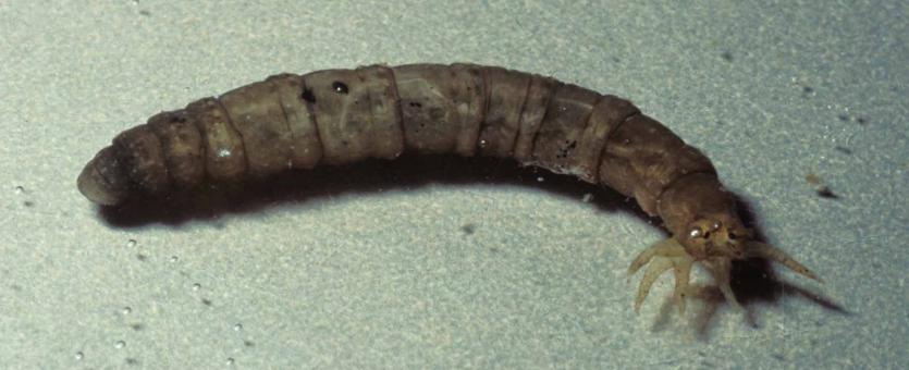 Photo of crane fly larva