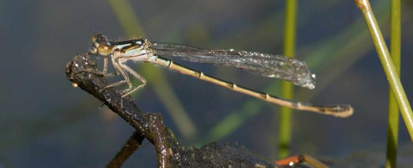 Photo of an adult damselfly on a twig next to water.