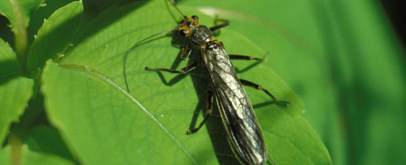 Photo of an adult stonefly on a leaf