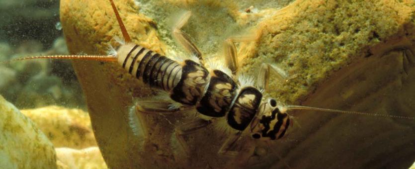 Photo of a stonefly naiad clinging to a rock underwater