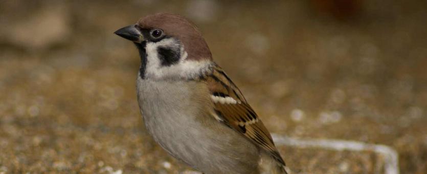 Photograph of a Eurasian Tree Sparrow perched on a brick surface