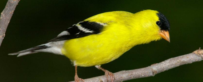 Photograph of a male American Goldfinch in breeding plumage