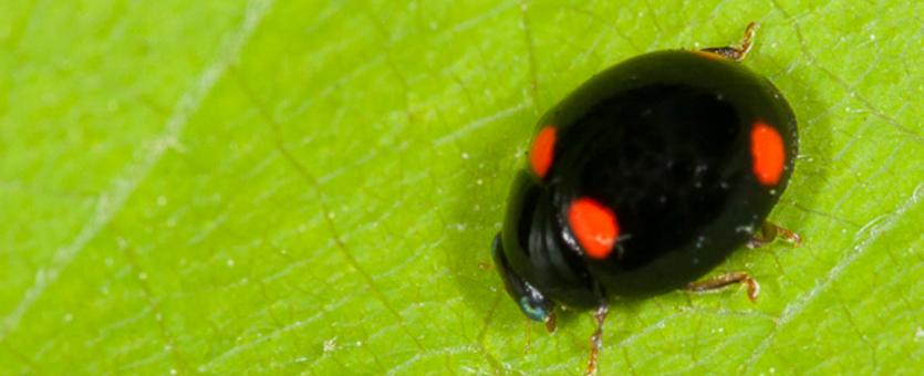 Four-spotted lady beetle on a leaf