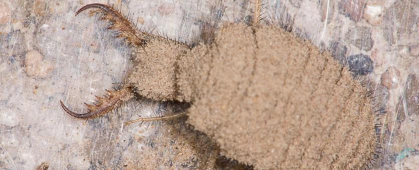 image of Antlion Larva on rock