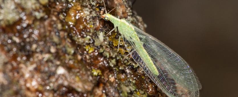 image of Green Lacewing clinging to rock